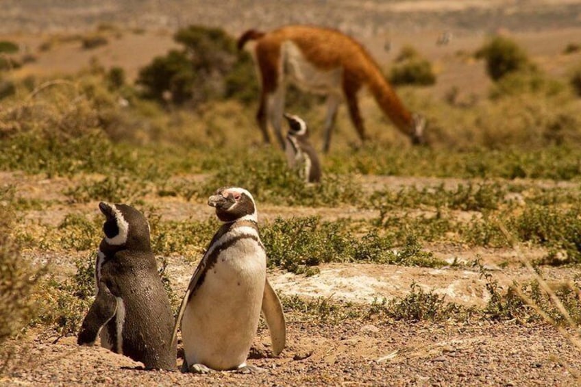 Punta Tombo Shore Excursion (Shared tour)