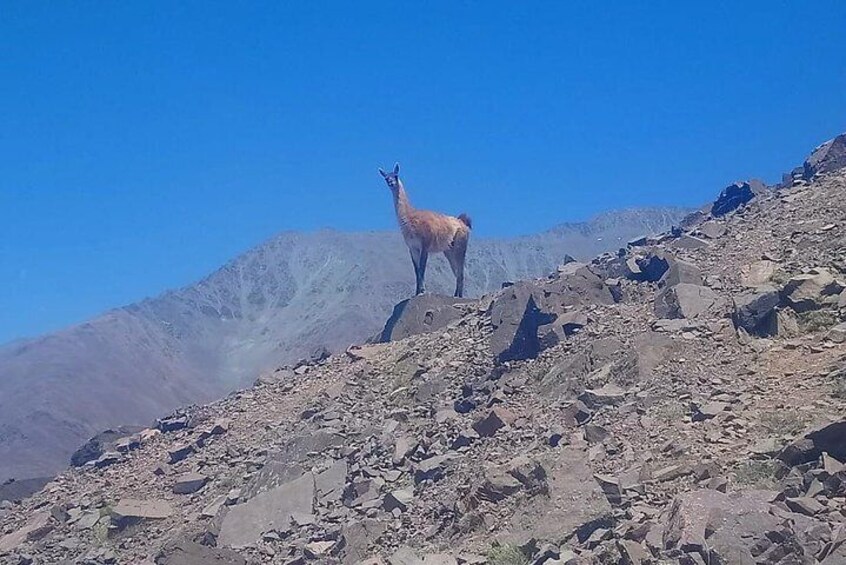 Trekking day in The Andes (from Mendoza)