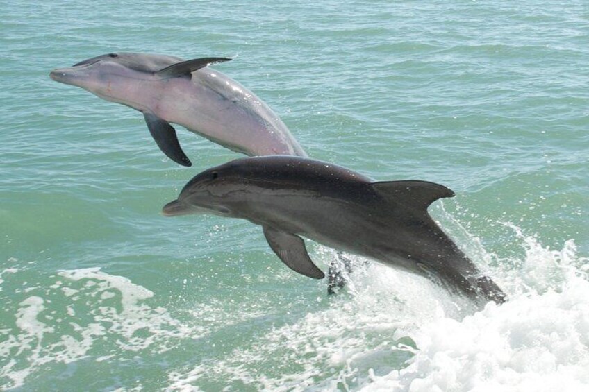 Goa Dolphin Tales Tour