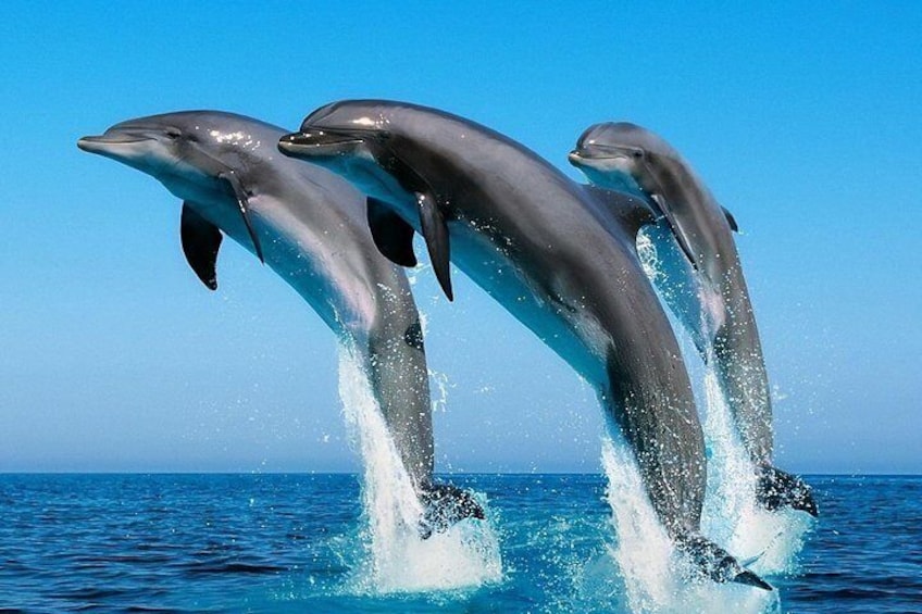 Goa Dolphin Tales Tour