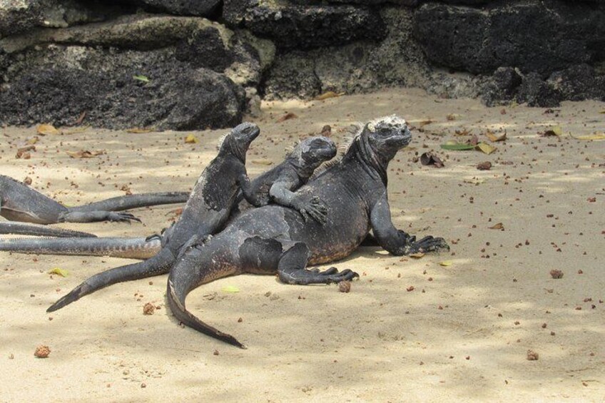 Galapagos Surprising 4 Days