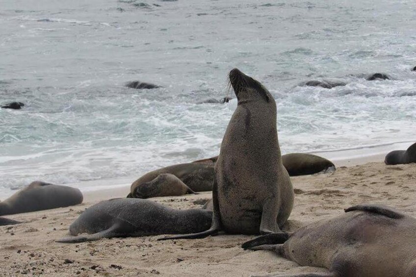 Galapagos sea lions