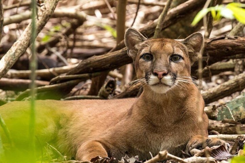 Cougar, in Corcovado
