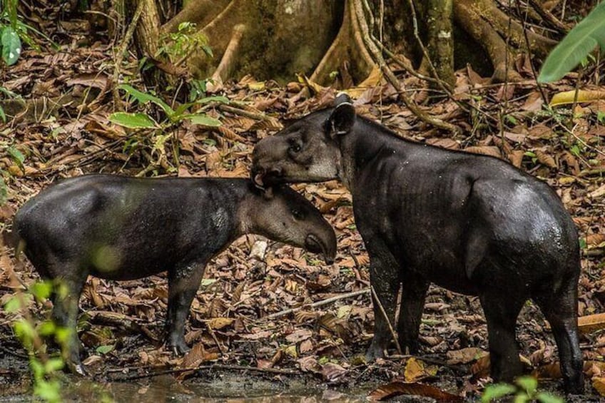 Tapir, in Corcovado