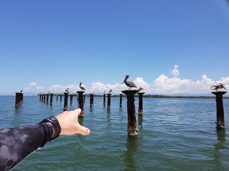 Hand points to pelicans standing on posts in waters of the Dominican Republic