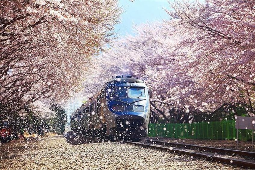 Spring 7 days Cherry Blossom Jeju&Busan&Gyeongju&Seoul on 31 Mar to 10 Apr