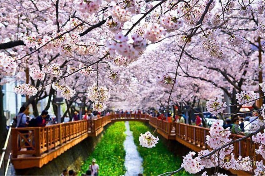 Spring 7 days Cherry Blossom Jeju&Busan&Gyeongju&Seoul on 31 Mar to 10 Apr