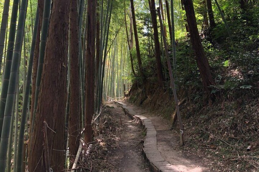 【Fushimi inari shrine】A local born in Kyoto shares the secret path away tourists