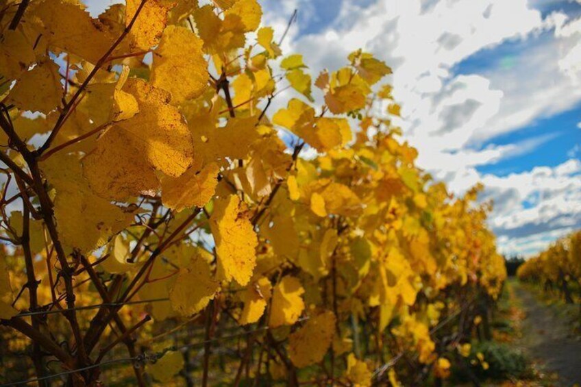 All-Inclusive Waipara Region Wine Tour from Christchurch