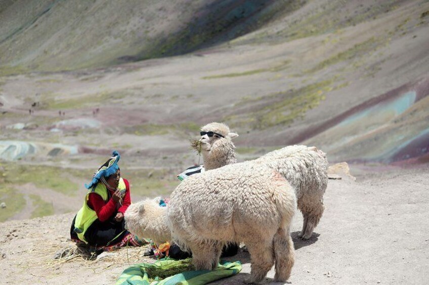 Rainbow Mountain Alpacas 