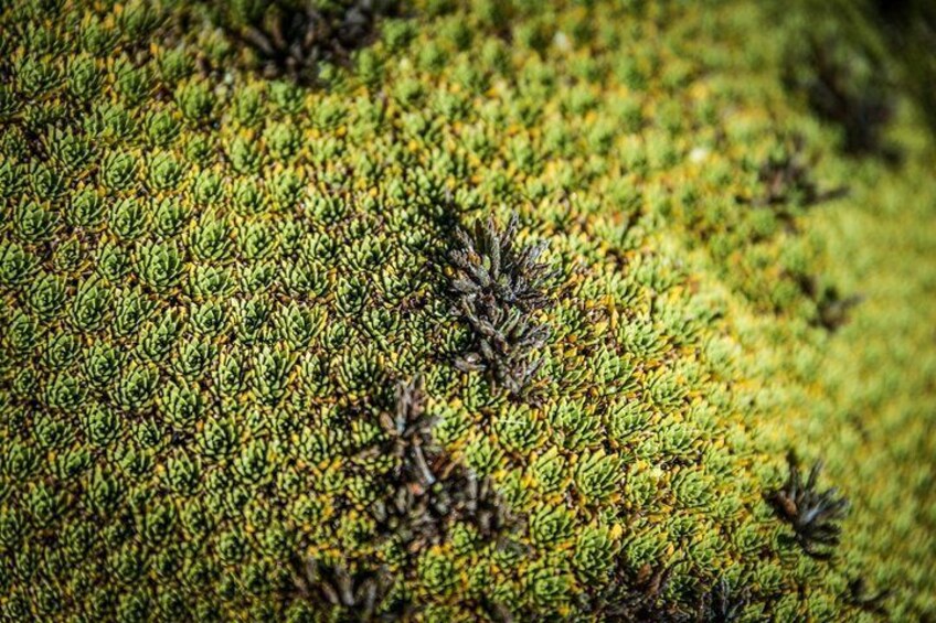 macro photography workshop