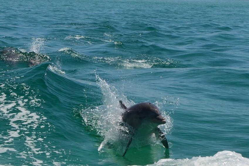 Sunset Dolphin Watching Cruise