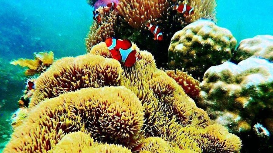 Bintan Snorkeling Tour