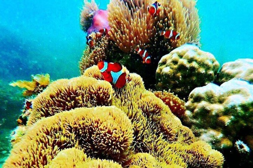 Show item 1 of 10. Bintan Snorkeling Tour