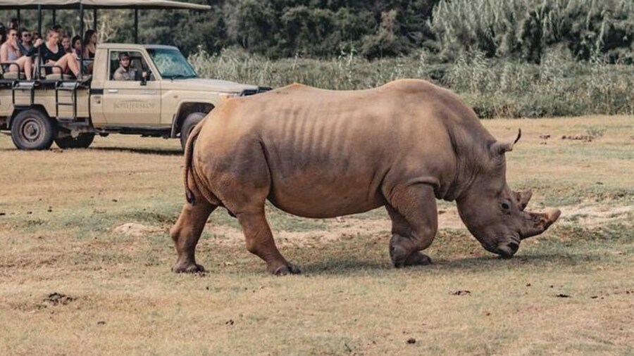 2 Day South African Wildlife Safari : See most of Big 5 animals in Western Cape