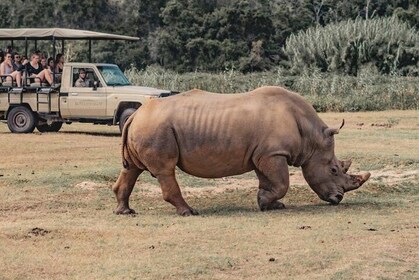 Visite de la faune sud-africaine de 2 jours avec safari en 4x4 au départ du...