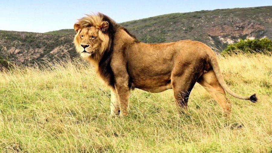 Botlierskop Lions