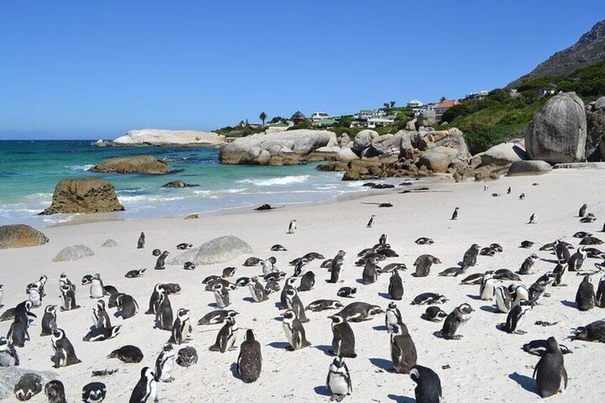point cape town 