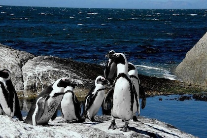 (Cape Town )Private Tour - Cape Peninsula Penguin Full Day