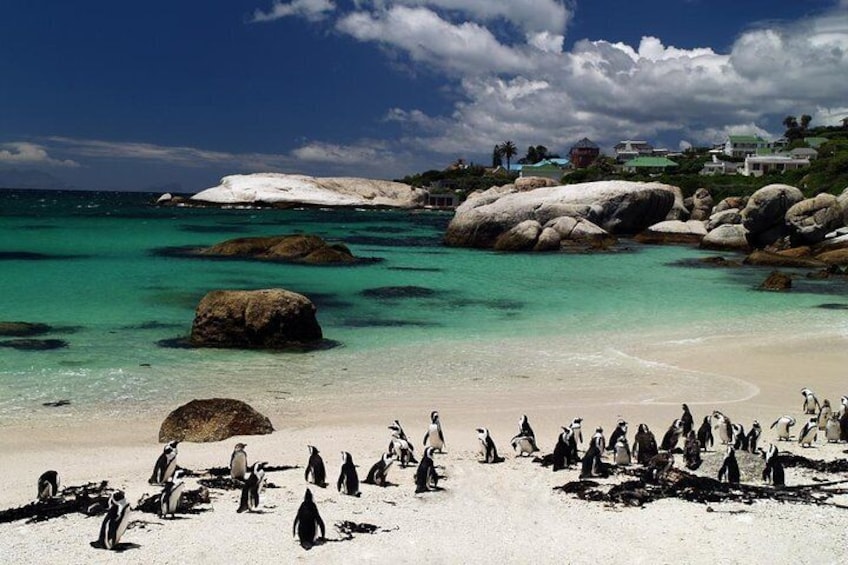 Cape Peninsular Day Tour from Cape Town