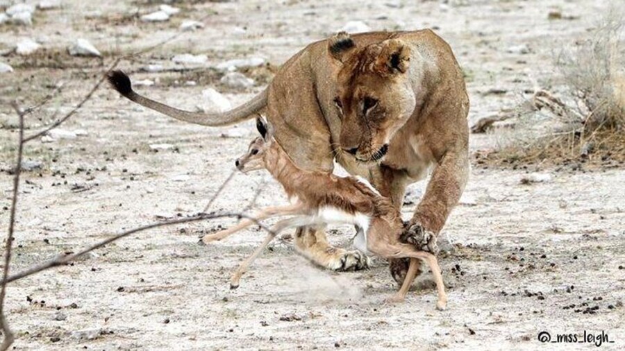 Etosha National Park - Lets hope this little springbok got away