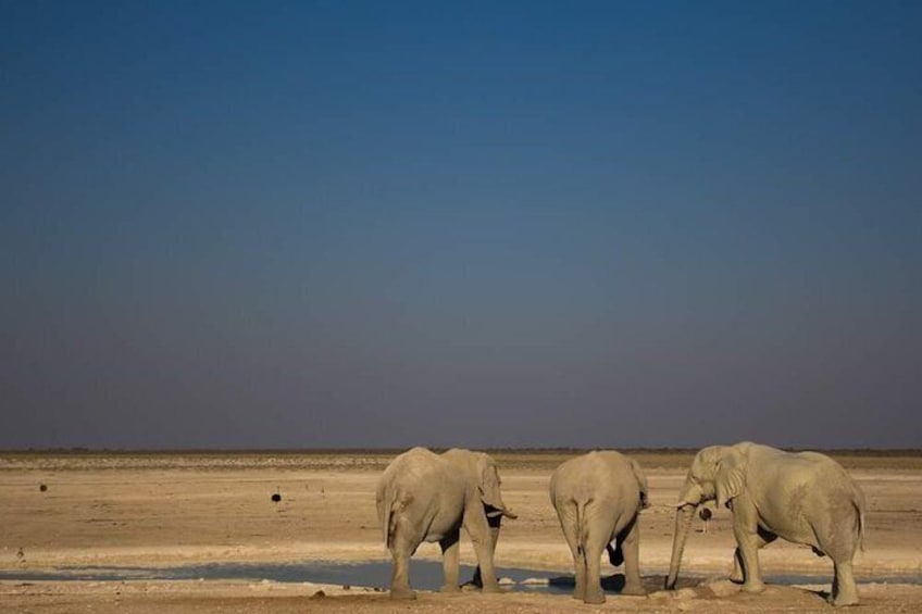 Elephants drinking at a waterhole in Etosha