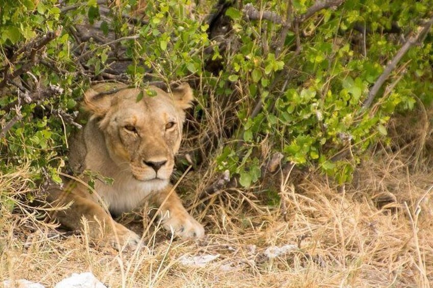 Lioness lying under a tree in Etosha National Park