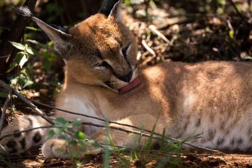 Observe the caracal