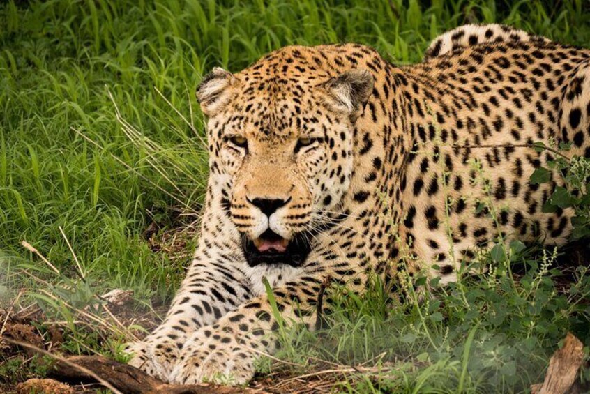 Meet the leopard, Africa's most elusive big cat