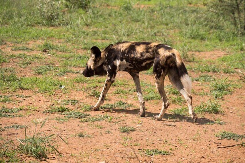 Witness the wild dogs, one of Africa's endangered species