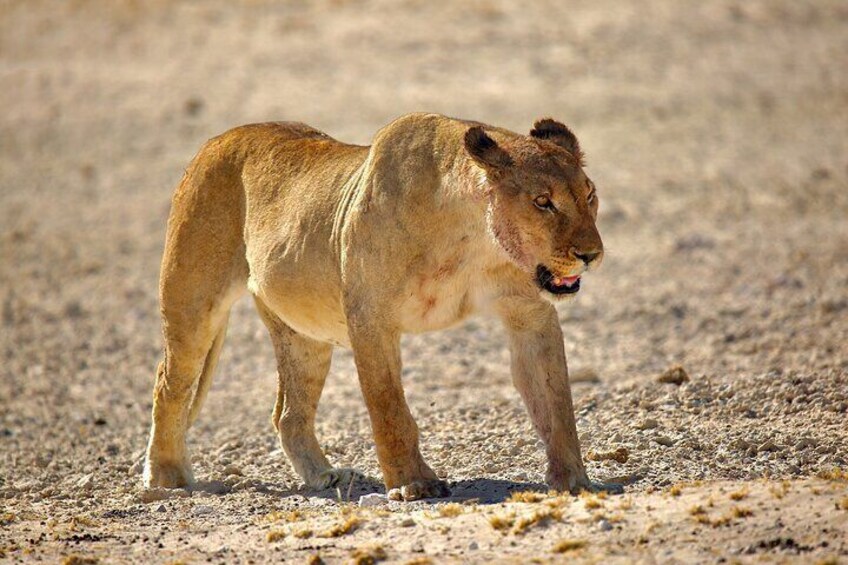 3 Days Etosha National Park