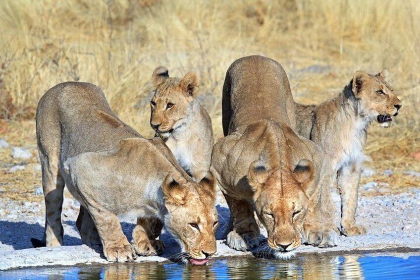 3 Days Etosha National Park