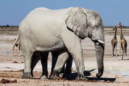 3 Days Etosha National Park