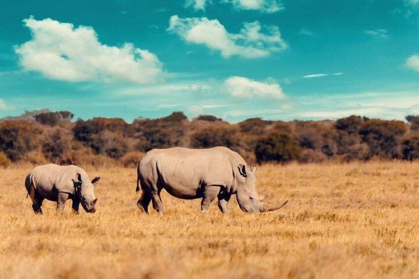 3 Days Etosha National Park