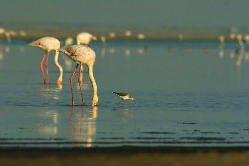 Flamingos at the Walvis Bay lagoon