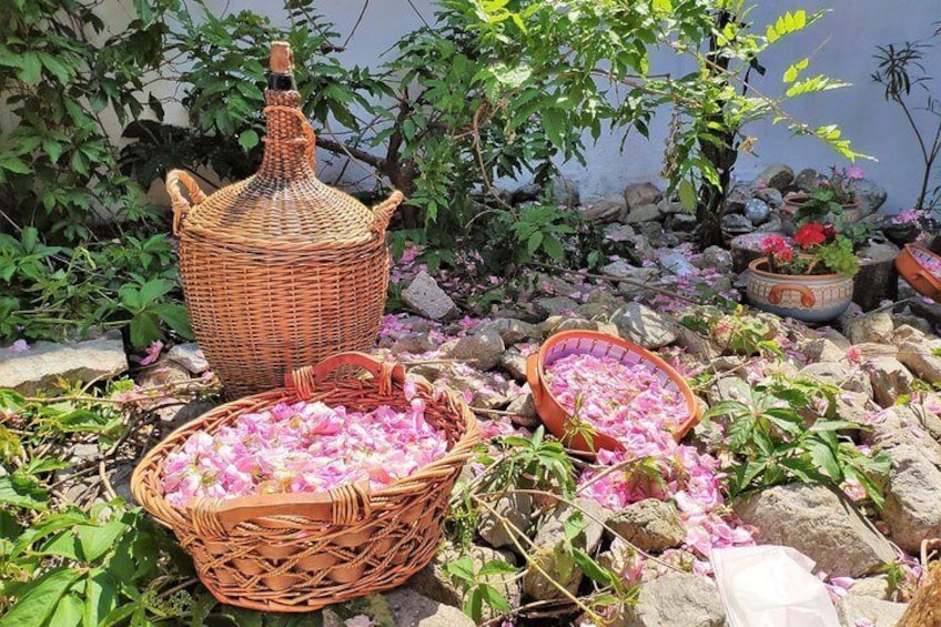 Picking Roses Workshop with Extracting Rose Oil in the Gardens of Karlovo