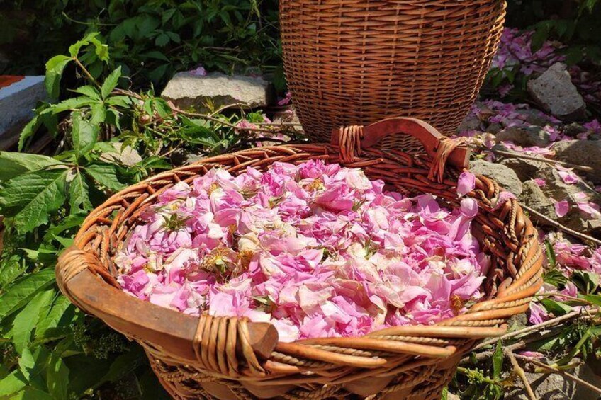 Picking Roses Workshop with Extracting Rose Oil in the Gardens of Karlovo
