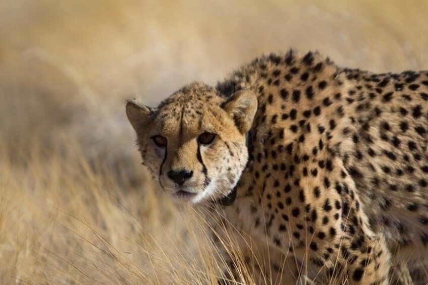 Cheetah activity at Solitaire