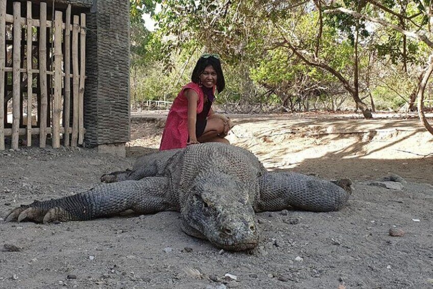 1- day Komodo Island Hopping Tour by Speed Boat departure From Labuan bajo