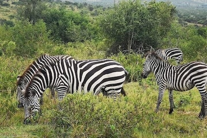 2 Days - Mikumi safari depart from Zanzibar or Dar es salaam