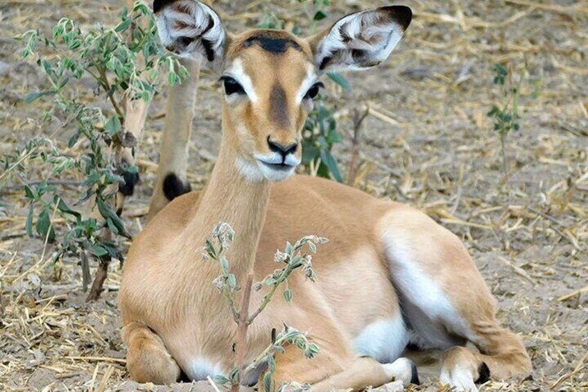 Baby Impala