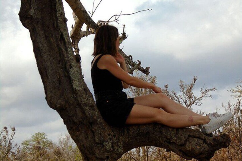 On a Baobab tree in Mikumi Park