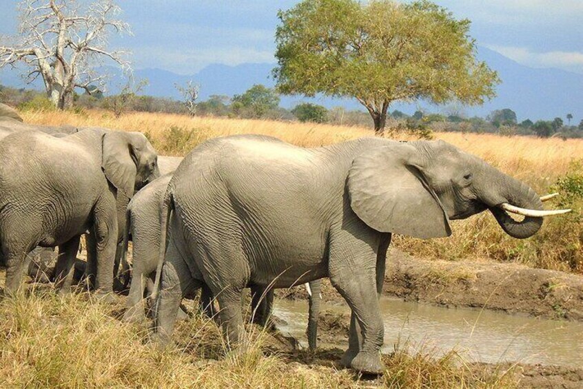 Elephants Drinking water