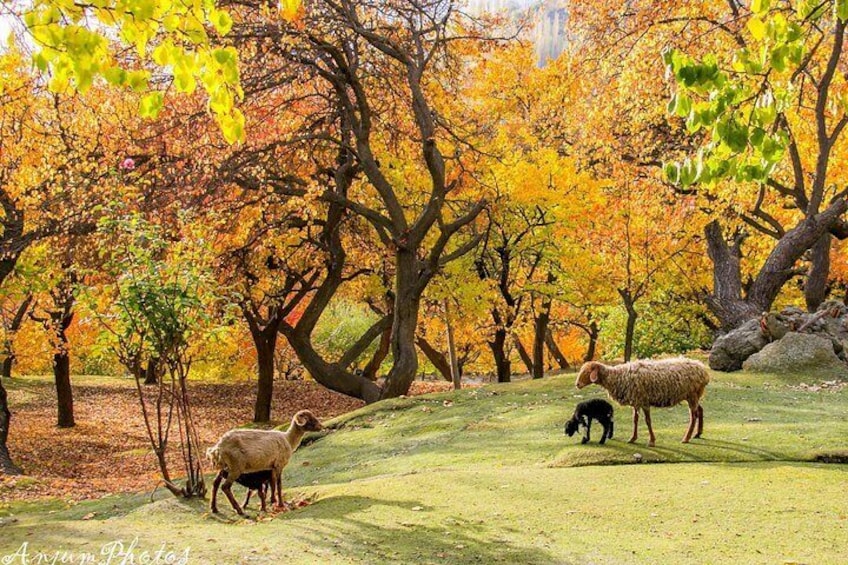 Altit Fort Garden