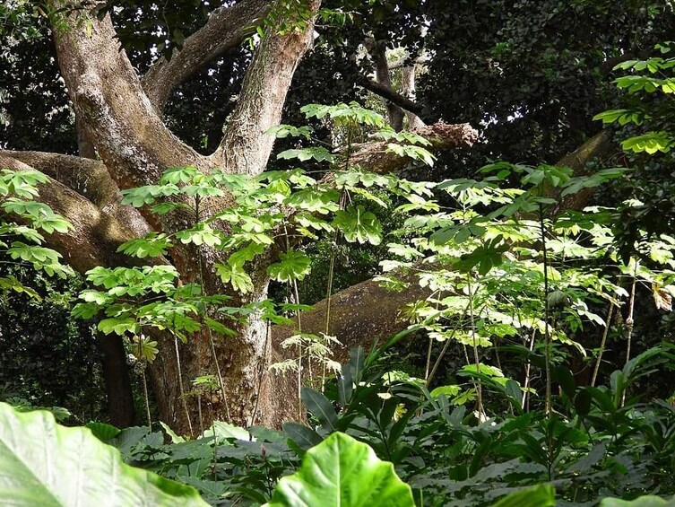 Full-Day Bird Watching Tour in Cartagena