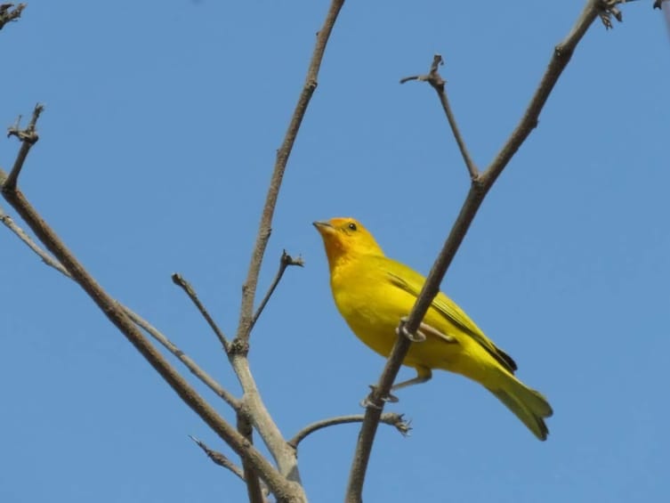 Bird Watching in Cartagena full day