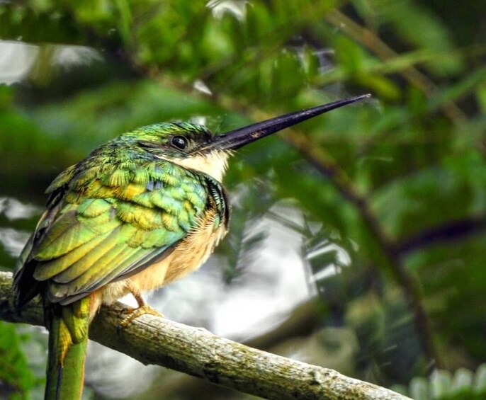 Full-Day Bird Watching Tour in Cartagena