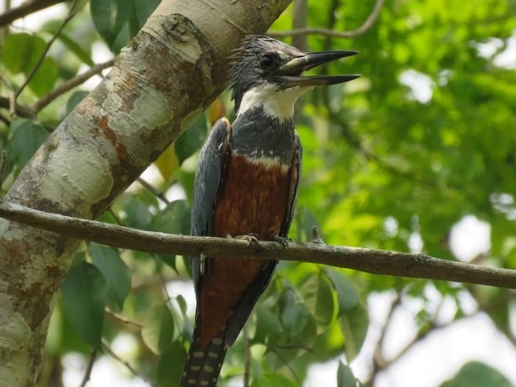 Bird Watching in Cartagena full day