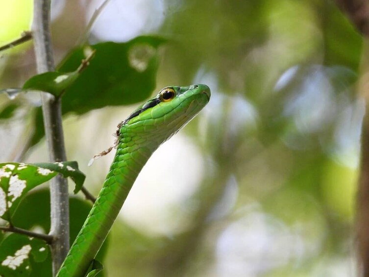 Full-Day Bird Watching Tour in Cartagena