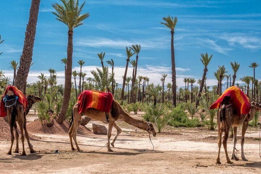 Marrakesh day trip with camel ride from Casablanca